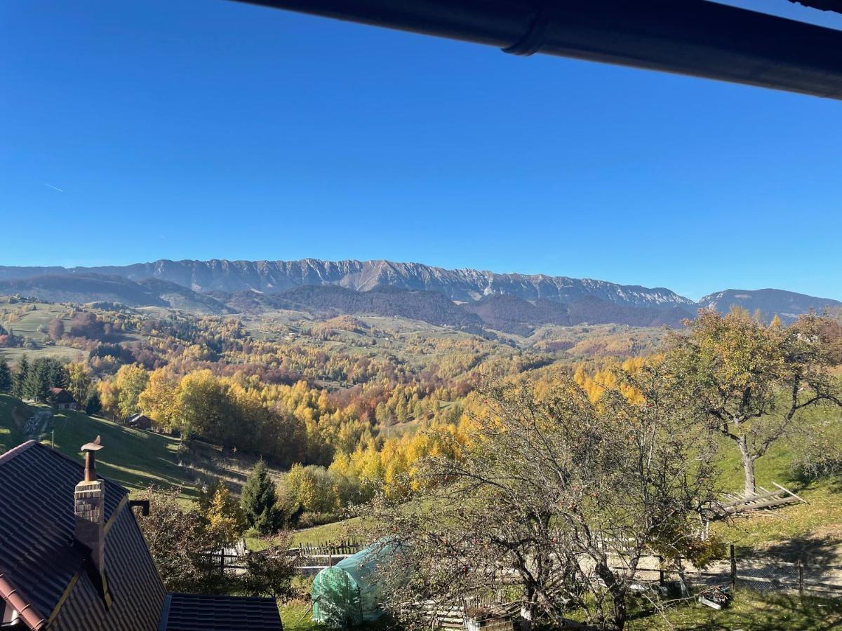 Вілла Prater House Mountain View Моєчу-де-Жос Екстер'єр фото